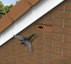 Swift flying out of terracotta swift nesting brick which has been built into the wall high up on the side of a house