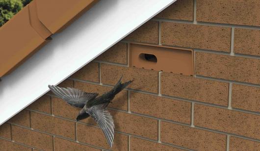 Swift flying out of terracotta swift nesting brick which has been built into the wall high up on the side of a house