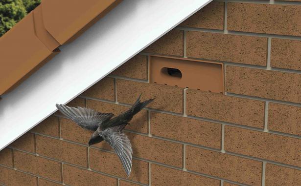 Swift flying out of terracotta swift nesting brick which has been built into the wall high up on the side of a house