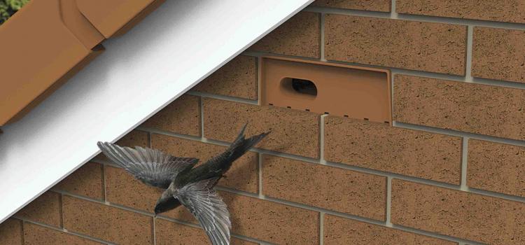 Swift flying out of terracotta swift nesting brick which has been built into the wall high up on the side of a house